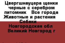 Цвергшнауцера щенки черные с серебром питомник - Все города Животные и растения » Собаки   . Новгородская обл.,Великий Новгород г.